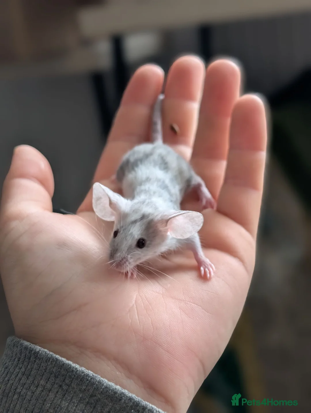 Mouse rodents for sale: Male and female fancy mice  - Advert 1