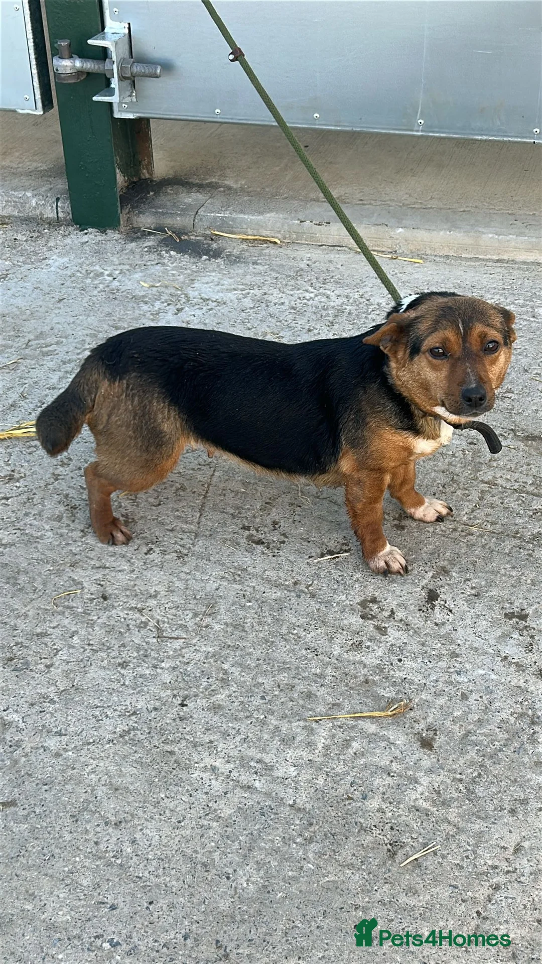 Jack Russell dogs for sale: wenlock jackrussel puppies  - Advert 6