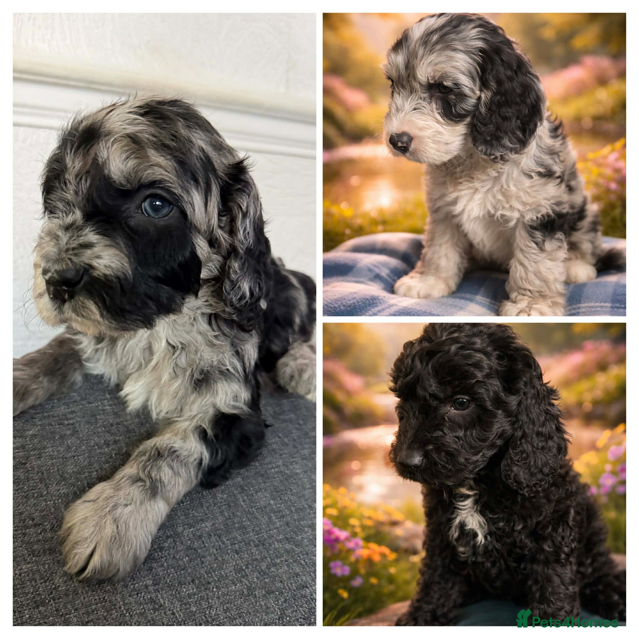 Australian Labradoodle dogs AUSTRALIAN LABRADOODLE 1Girls 2 boy  - Advert 1