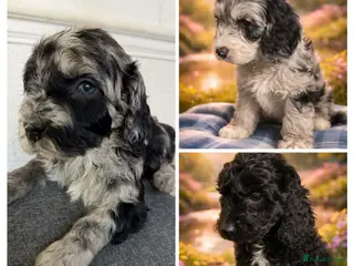 Australian Labradoodle dogs AUSTRALIAN LABRADOODLE 1Girls 2 boy - Advert 4