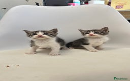 Ragdoll cats for sale: Adorable Kittens for Sale – 2 Males & 4 Females - Image 3