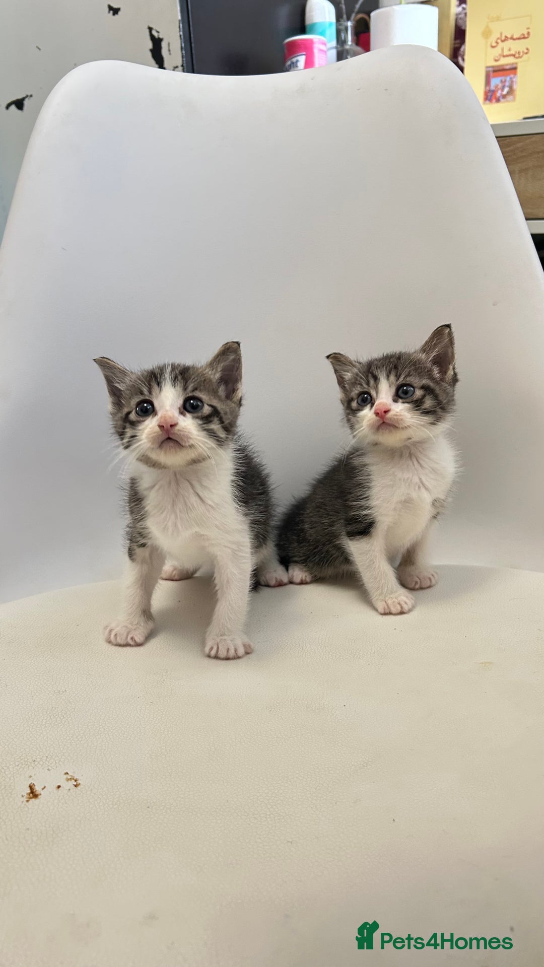 Ragdoll cats for sale: Adorable Kittens for Sale – 2 Males & 4 Females - Image 3