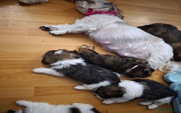 Shih Tzu dogs for sale: Shih tzu  - Image 17