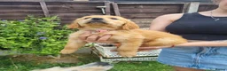Golden Retriever dogs for sale: 🩷READY NOW  Only one girls left 🩷 - Advert 4
