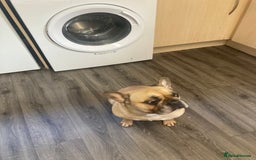 French Bulldog dogs for sale: Hugo the Frenchie - Image 3