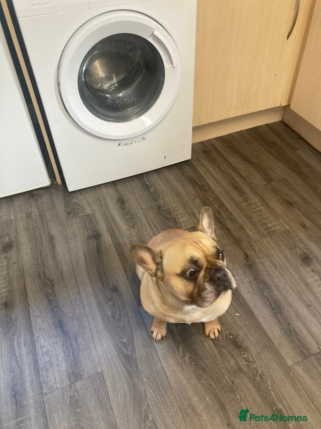 French Bulldog dogs for sale: Hugo the Frenchie - Image 3