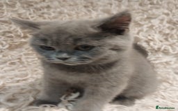 British Shorthair cats for sale: Last gorgeous pedegree kitten ready to leave.   - Advert 3