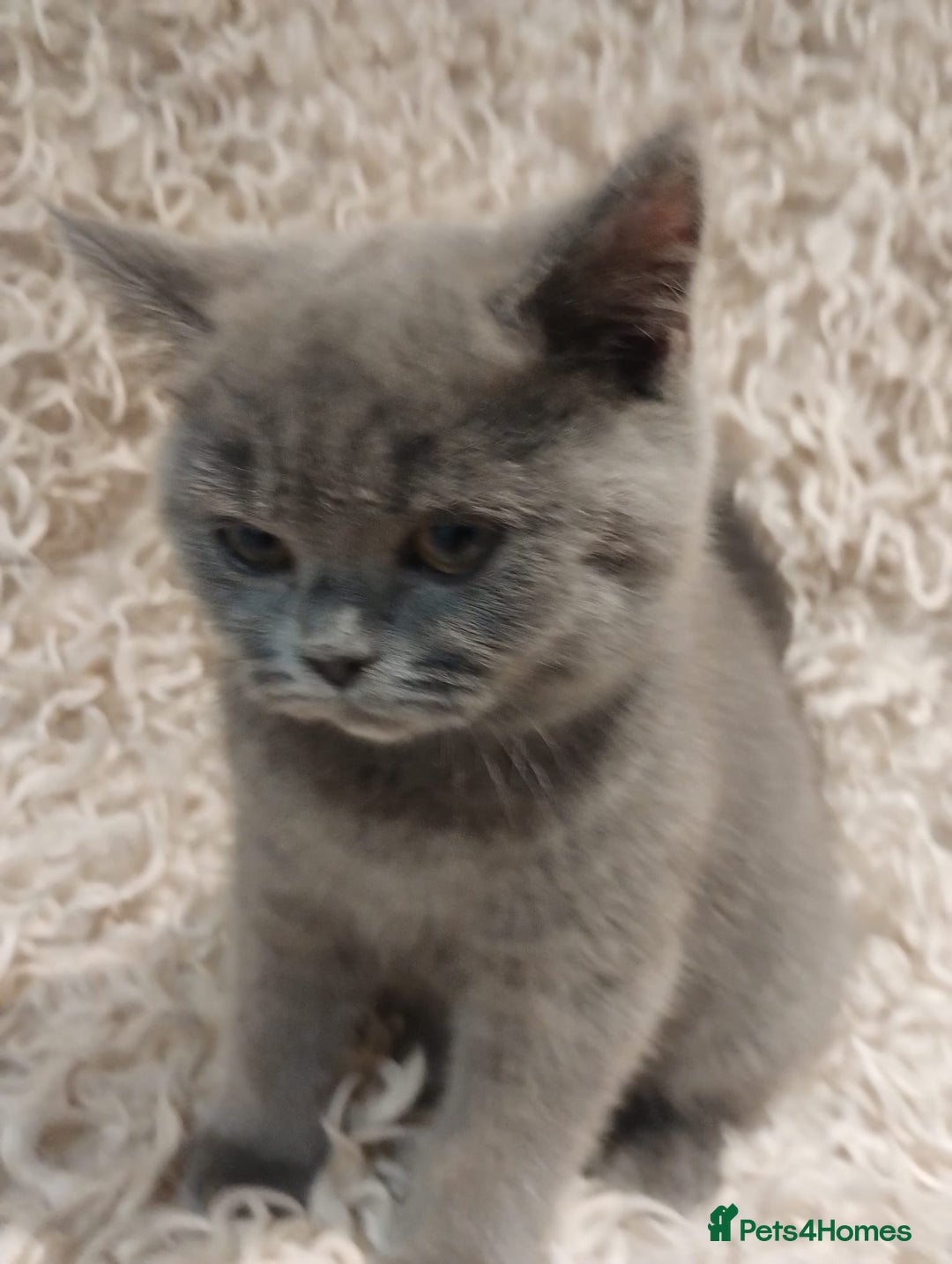British Shorthair cats for sale: Last gorgeous pedegree kitten ready to leave.   - Advert 3