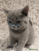 British Shorthair cats Last gorgeous pedegree kitten ready to leave. - Advert 4