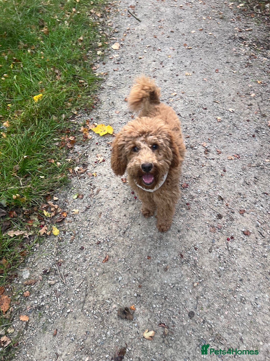 Cockapoo dogs for sale: Red Cockapoo Female Puppy  - Advert 8