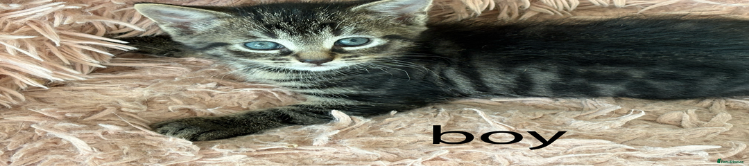 Half British Shorthair Kitten 1