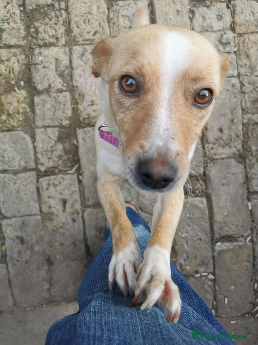 Mixed Breed dogs for adoption: Adopt Adorable Rescue puppy  Miki - Advert 2