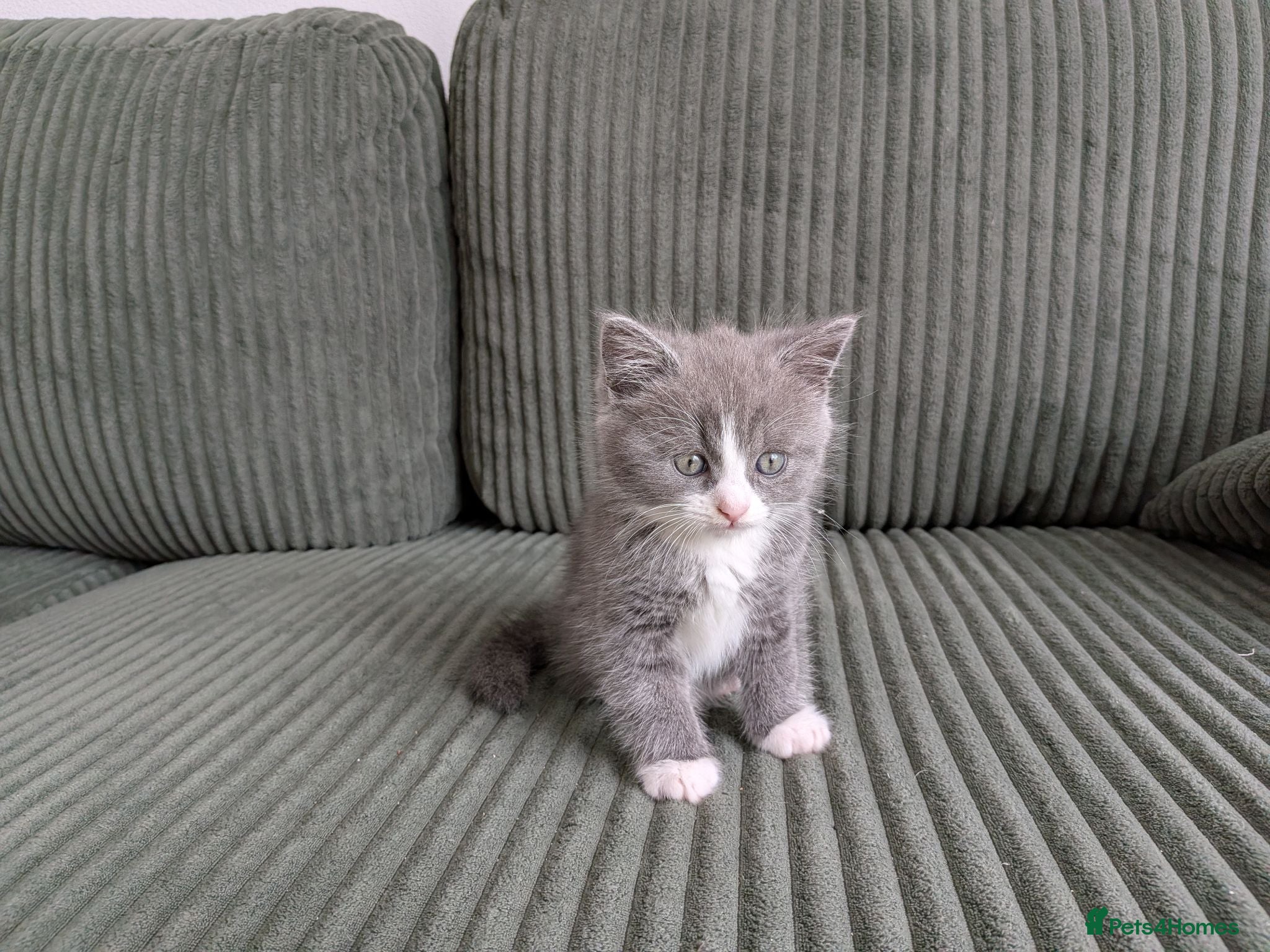 British Shorthair cats Marcin  - Advert 2