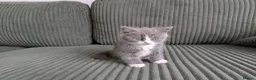 British Shorthair cats for sale: Marcin  - Advert 1