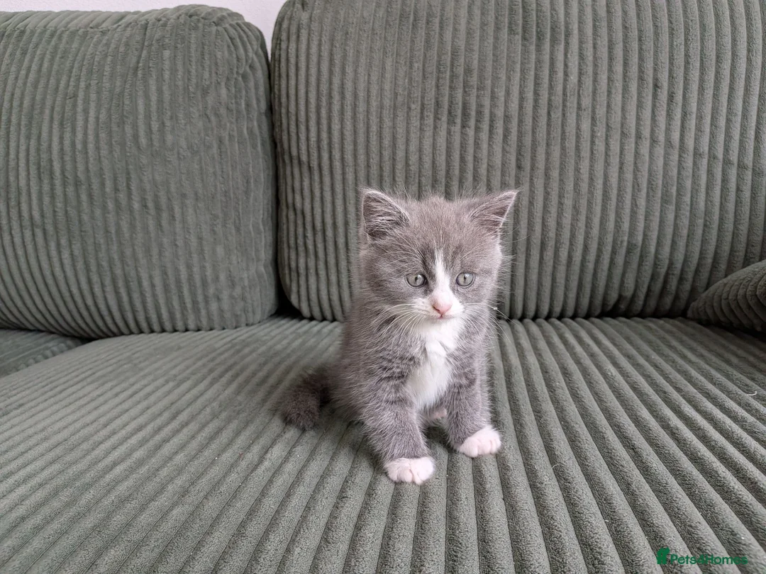British Shorthair cats for sale: Marcin  - Advert 1