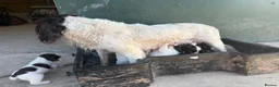 English Springer Spaniel dogs for sale: English Springer Spaniel Puppies - Advert 23