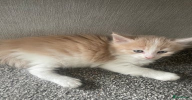 Mixed Breed cats - Advert 3