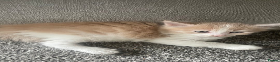 Mixed Breed Kitten 1