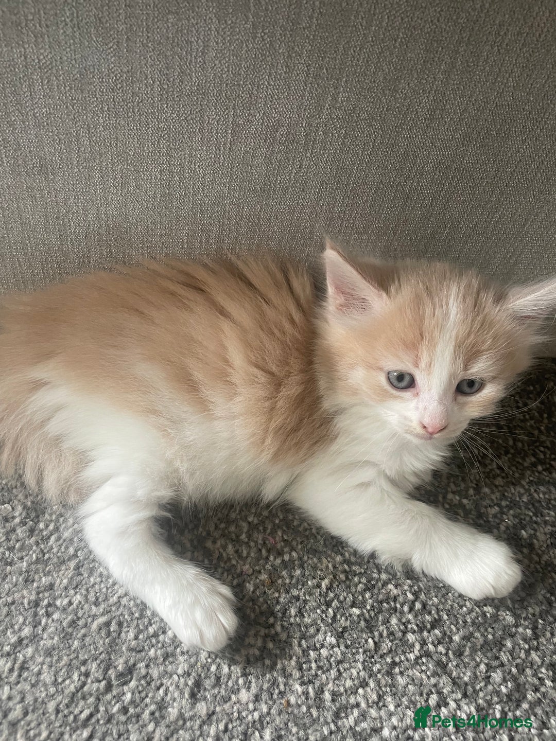 Mixed Breed cats for sale: 3 gorgeous kittens 2 long hair 1 short  - Image 3