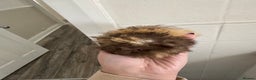 Guinea Pig rodents for sale: Chocolate tri texel male  - Advert 3