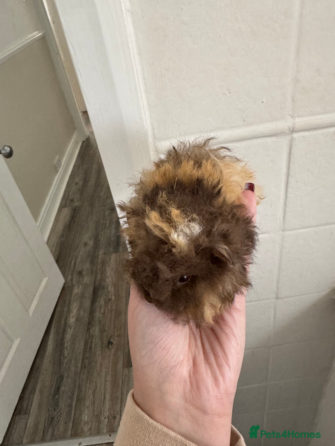 Guinea Pig rodents for sale: Chocolate tri texel male  - Advert 3