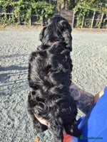 Cockapoo dogs - Advert 2