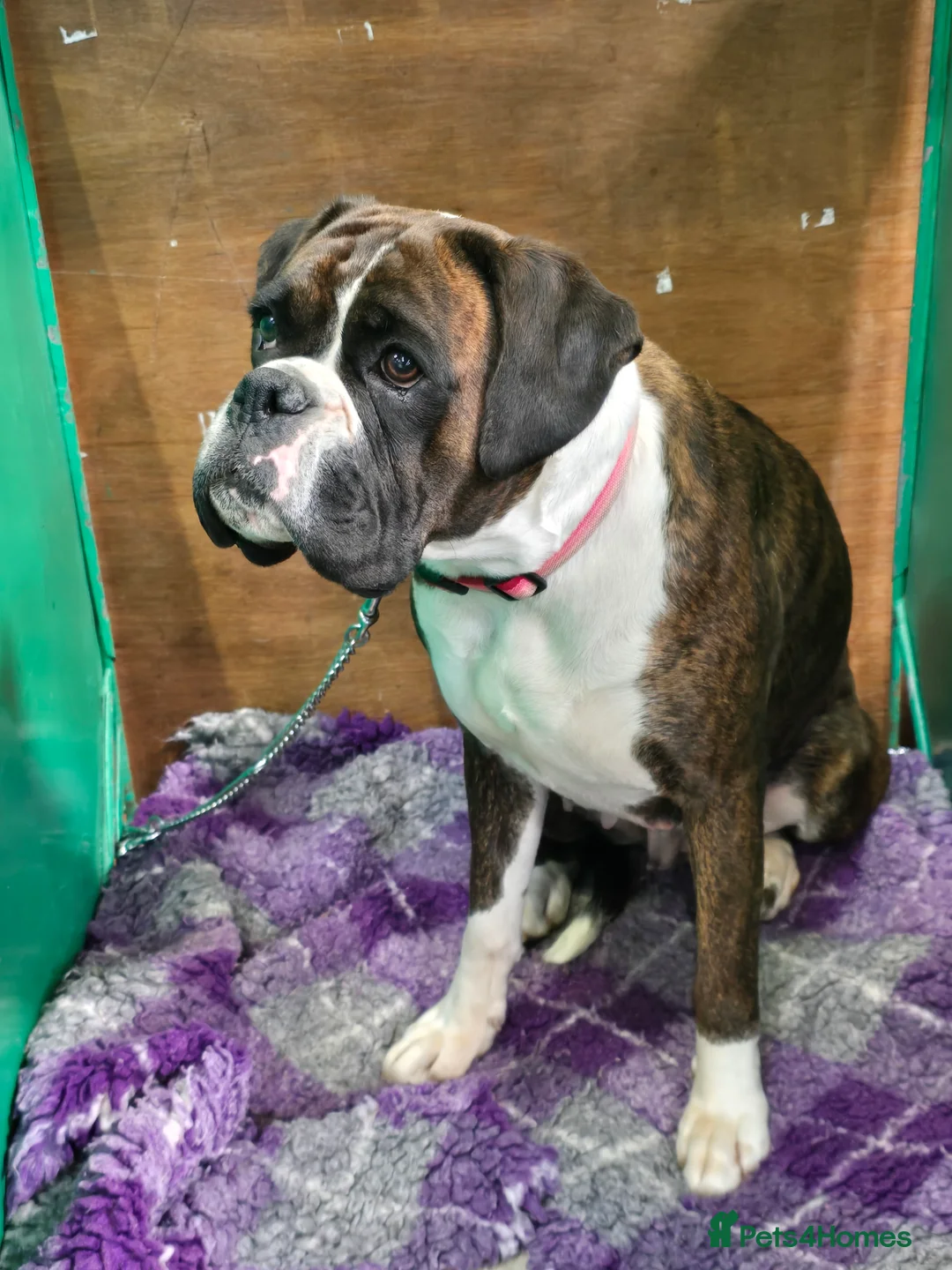 Boxer dogs for sale: 2 Stunning KC Brindle Boxer Bitches available.  - Advert 11