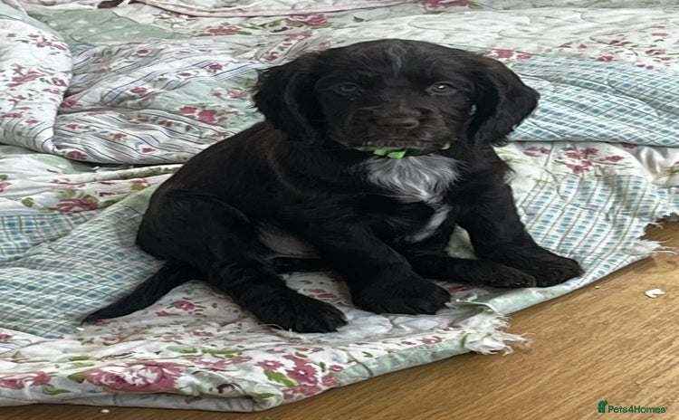 Cocker Spaniel dogs Exquisite Brown/White Working Cocker Spaniel Pups - Advert 6