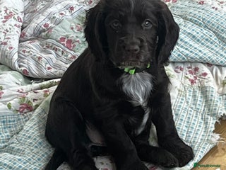 Cocker Spaniel dogs Exquisite Brown/White Working Cocker Spaniel Pups - Advert 13