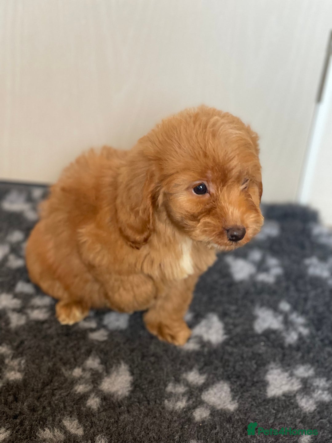Cockapoo dogs for sale: Adorable cockapoo pups - Advert 4
