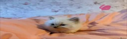 Ragdoll cats for sale: 🌟RAGDOLL KITTENS 🌟 - Advert 5