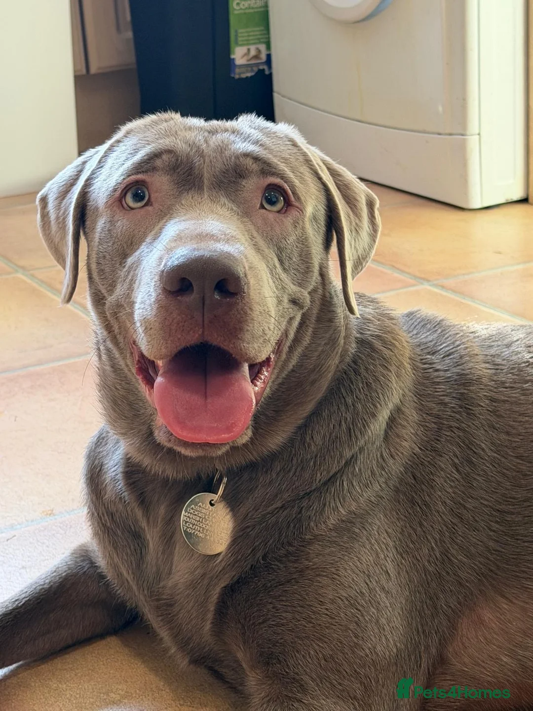 Labrador Retriever dogs for adoption: Ozzy the Adorable Silver Lab - Advert 1