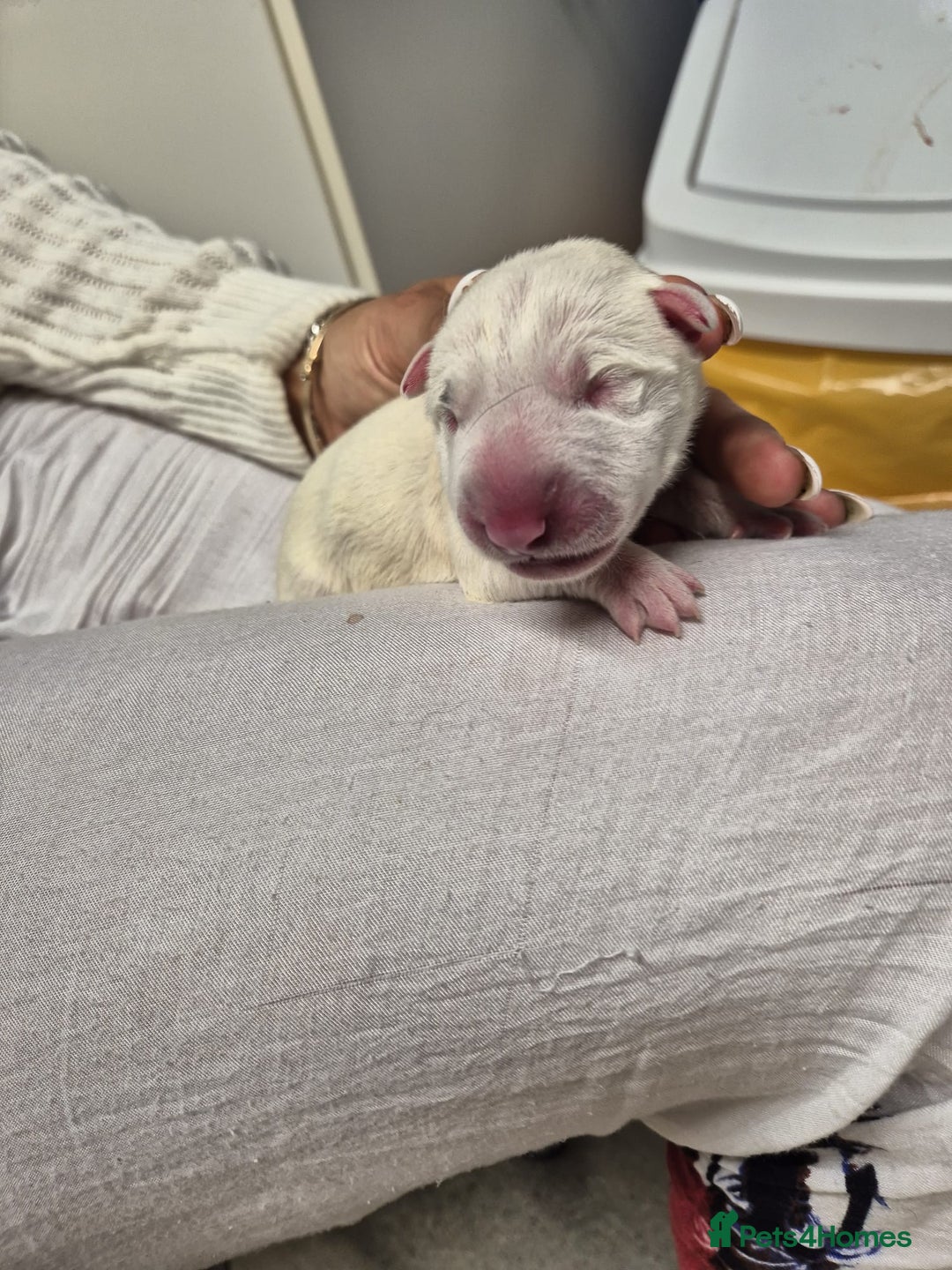 English Bull Terrier dogs for sale: English Bull Terriers Champion Bloodlines  - Image 3
