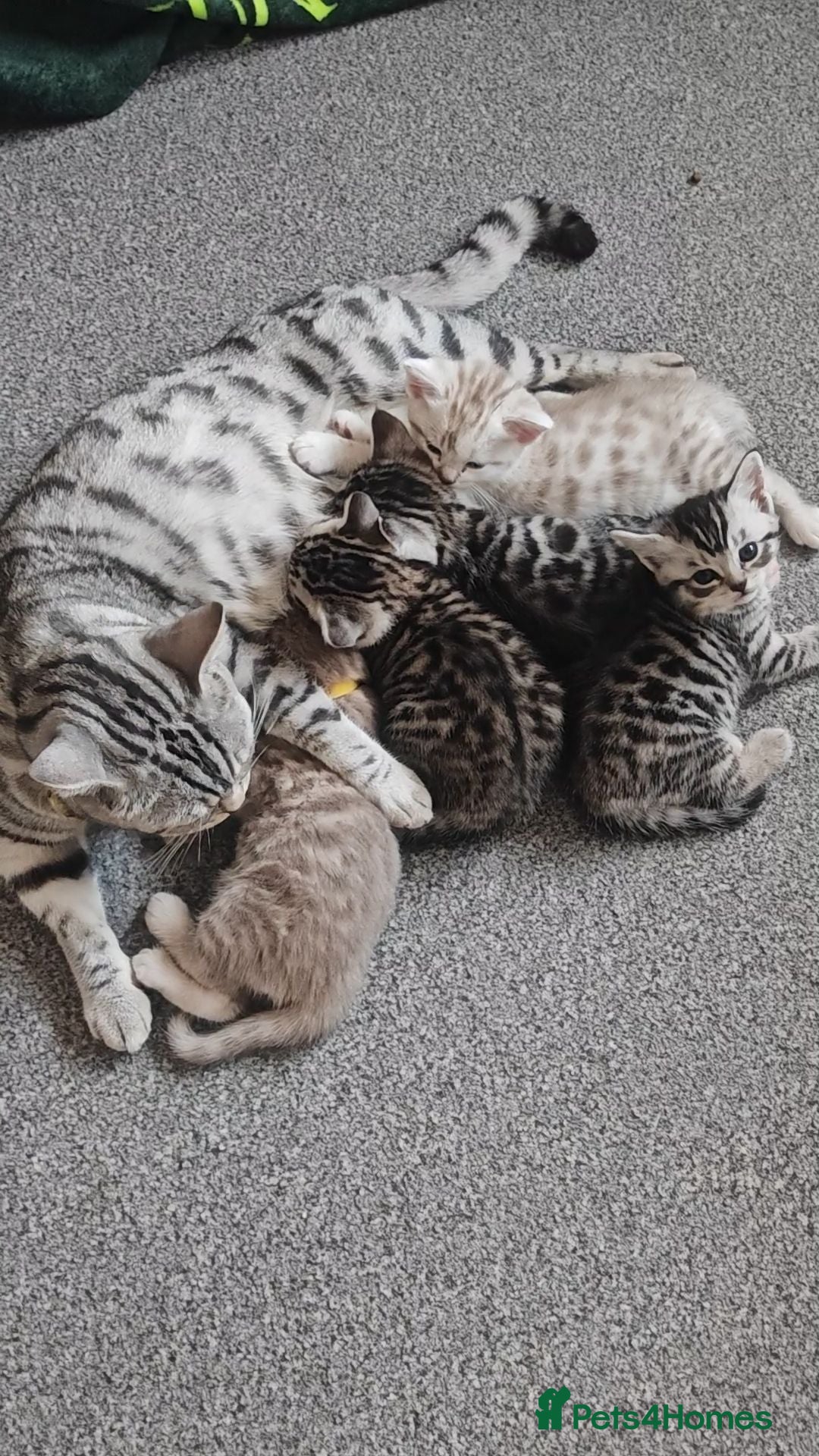 Mixed Breed cats Bengal mix  - Advert 2