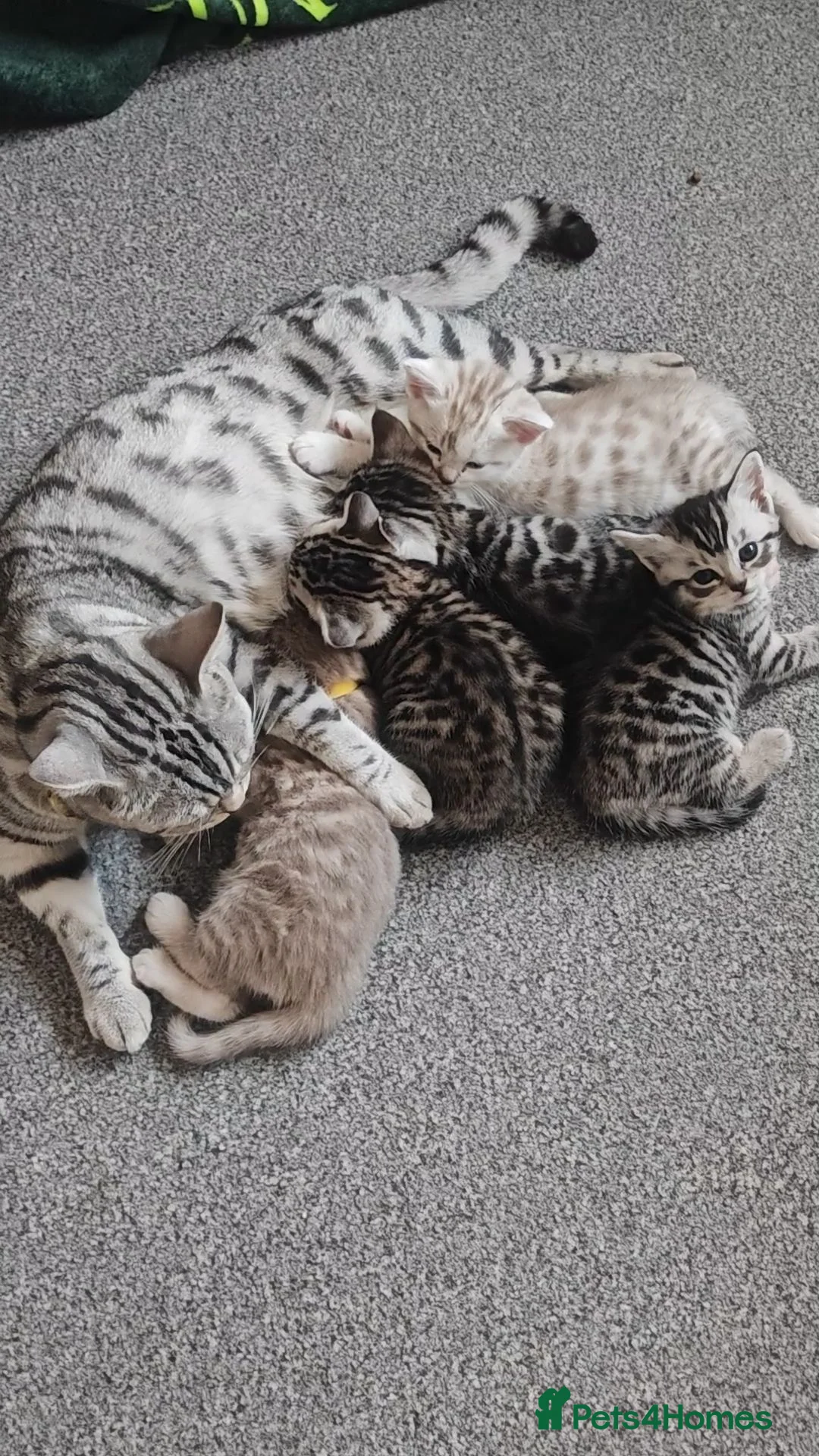 Mixed Breed cats for sale: Bengal mix  - Advert 2