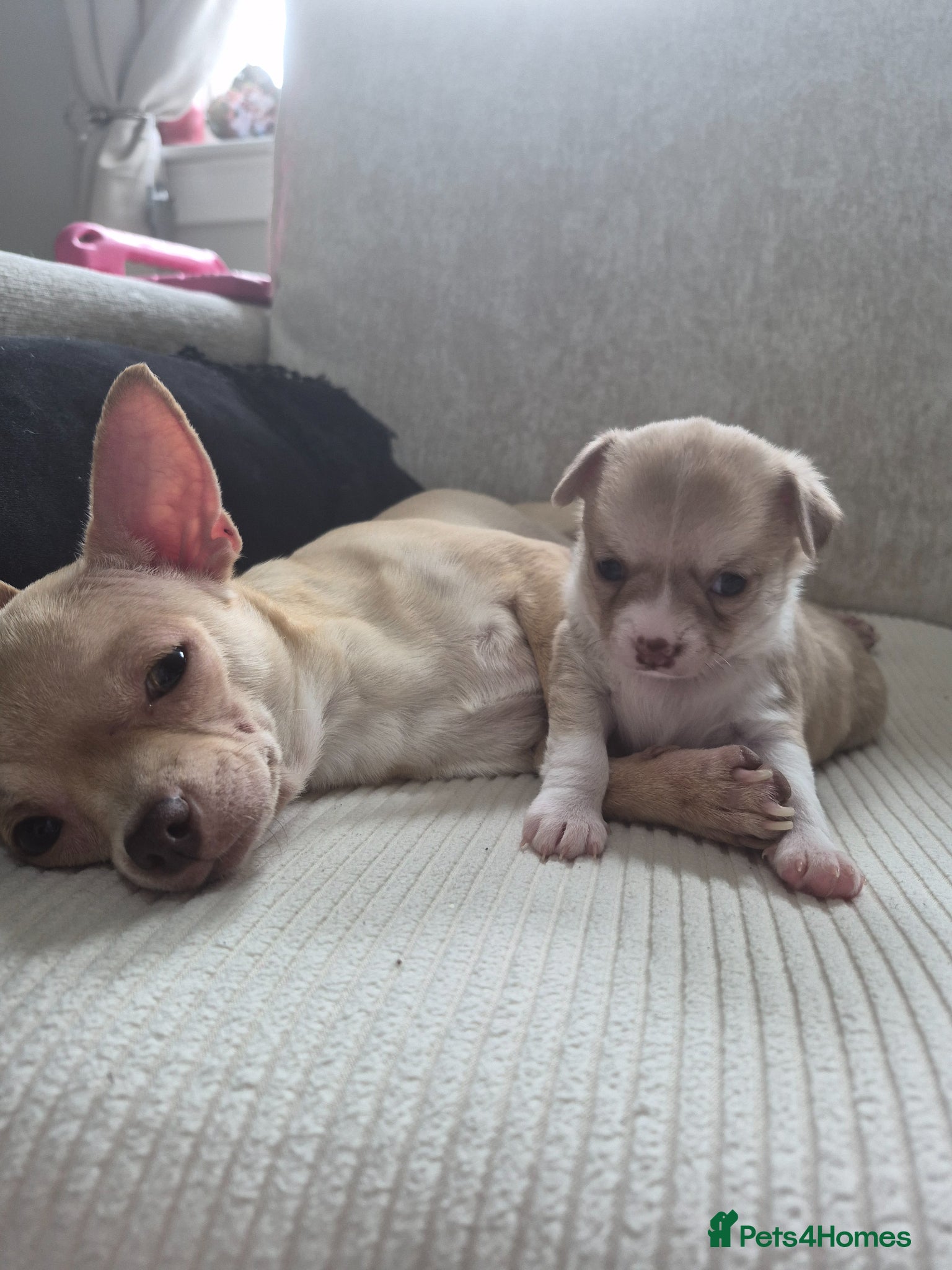 Chihuahua dogs for sale: Female chihuahua - Advert 12