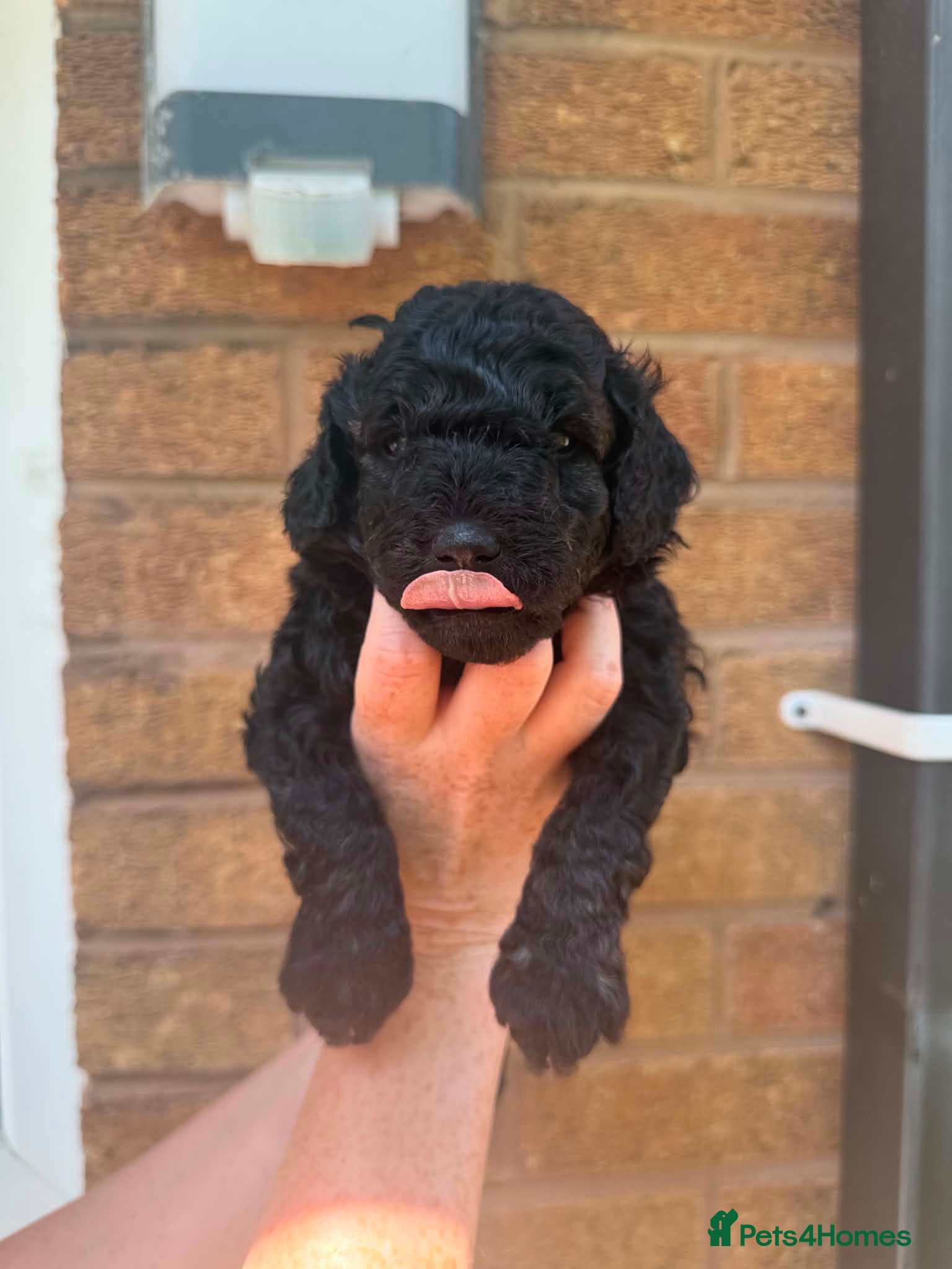 Cockapoo dogs Beautiful Mini F1B cockapoo puppies - Advert 3