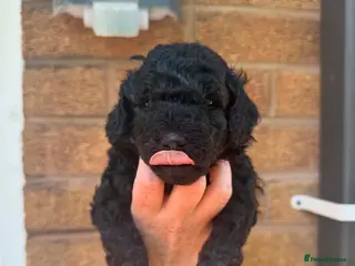 Cockapoo dogs Beautiful Mini F1B cockapoo puppies - Advert 3