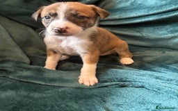 Mixed Breed dogs for sale: Beautiful whippet cross labrador(collie) puppies  - Image 21