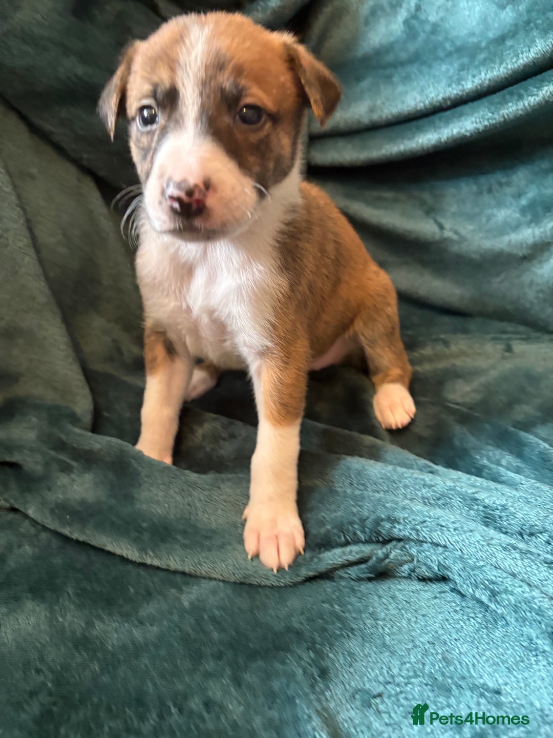 Mixed Breed dogs for sale: Beautiful whippet cross labrador(collie) puppies  - Image 21