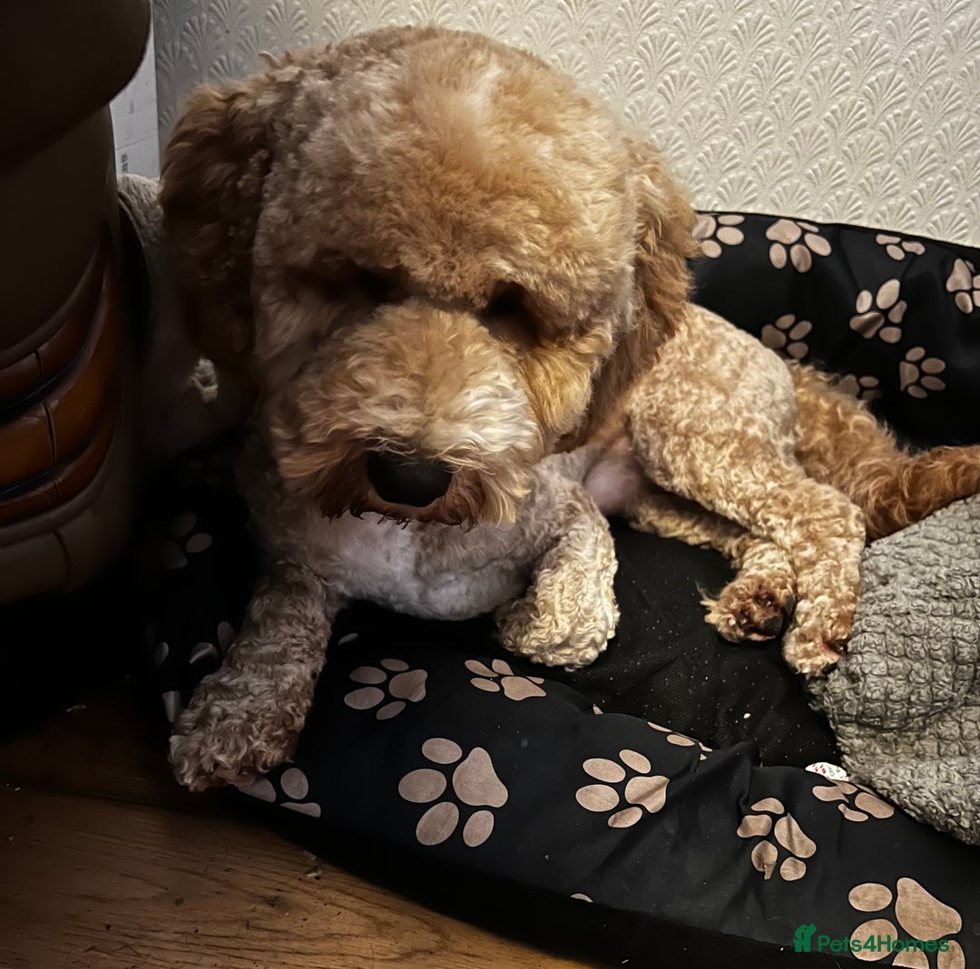 Cockapoo dogs for stud: T2 Cockerpoo for Stud - Advert 4