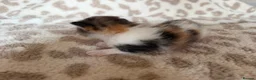 Mixed Breed cats for sale: Beautiful litter of kittens available! - Advert 13