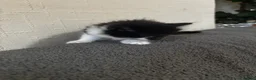 Mixed Breed cats for sale: 3 Gorgeous kittens black and white.  - Advert 7
