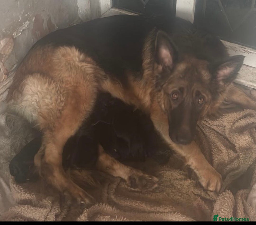 German Shepherd dogs for sale: Kc registered German Shepard pups - Advert 3