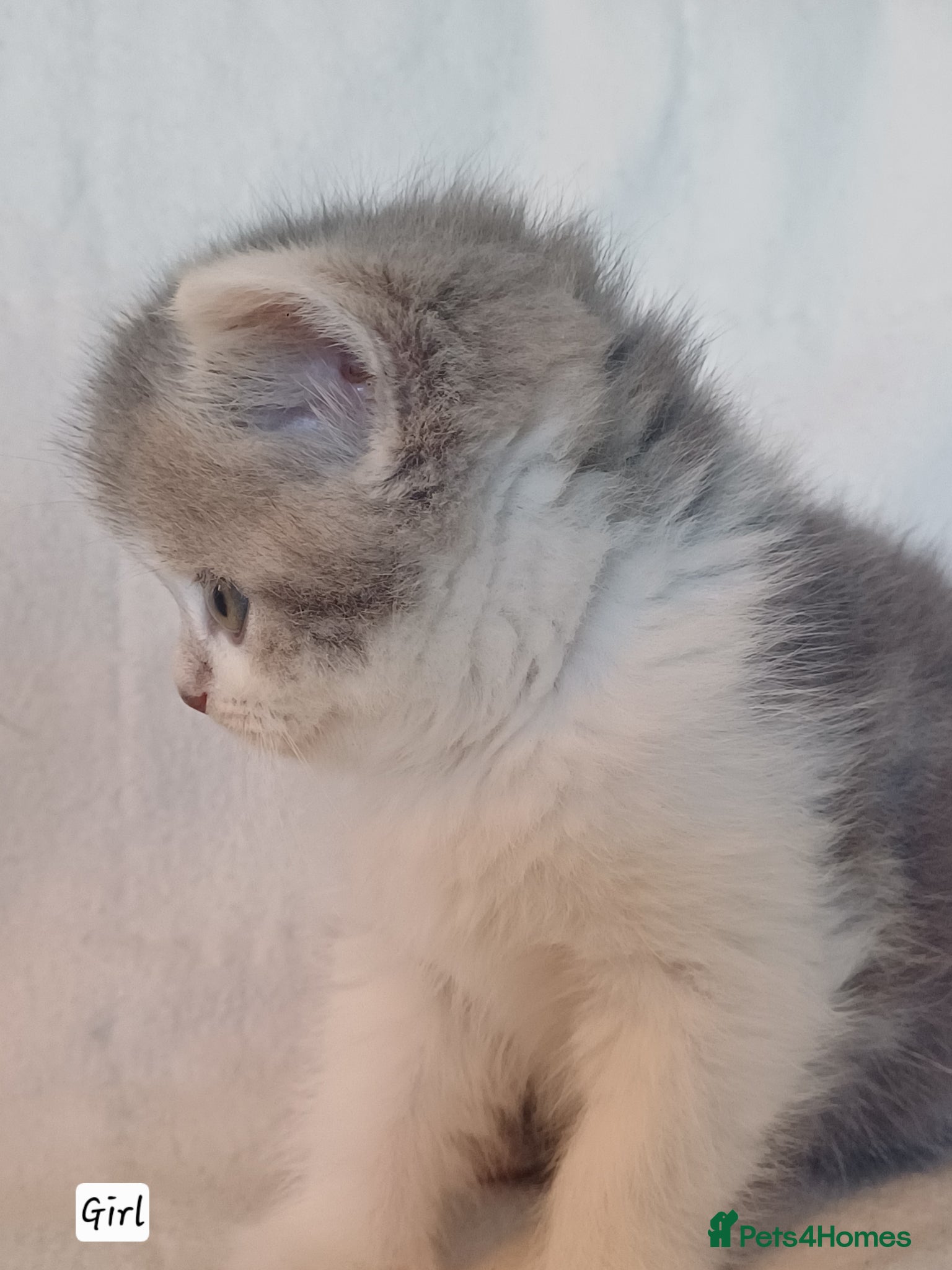 British Shorthair cats for sale: Gorgeous Brittish Shorthair 🐱 - Advert 21