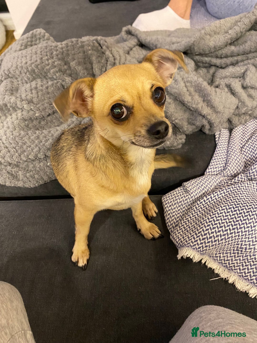 Chihuahua dogs for sale: Leila - Image 7