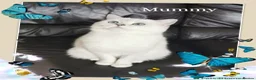 Scottish Fold cats for sale: Scottish Fold  Last Girl - Advert 5