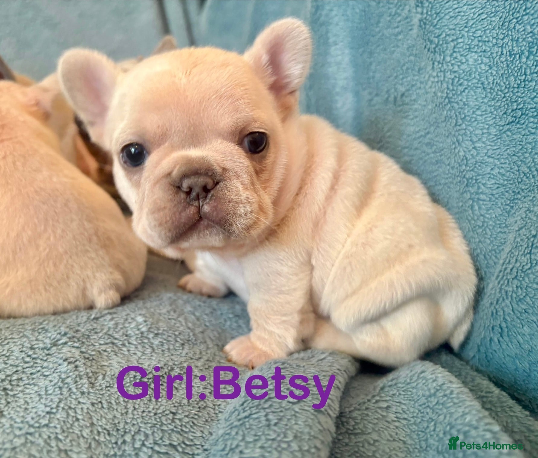 French Bulldog dogs French Bull Dog Puppies - Advert 21