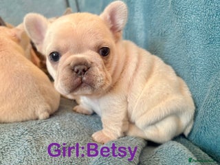 French Bulldog dogs French Bull Dog Puppies - Advert 21