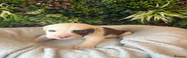 Mixed Breed 3